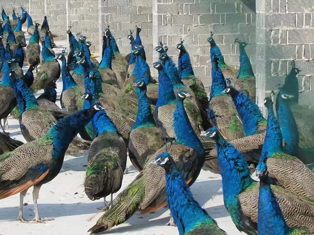 养孔雀主要靠什么赚钱,在农村养孔雀挣钱吗投资多少