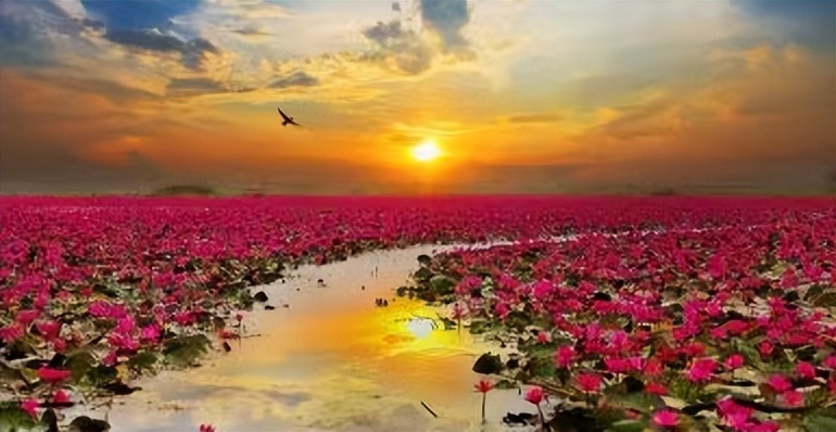 古诗词鉴赏忆江南唐白居易,忆江南唐白居易可怜夜半虚前席