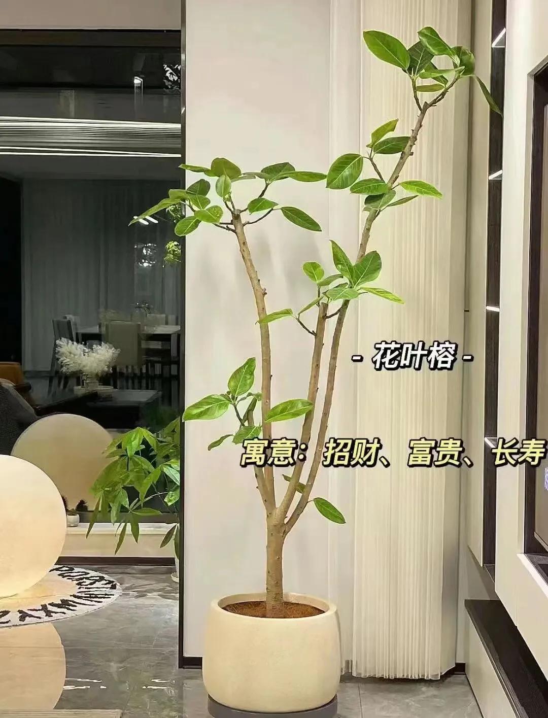 客厅绿植物摆放效果图,最适合客厅摆放的植物是什么