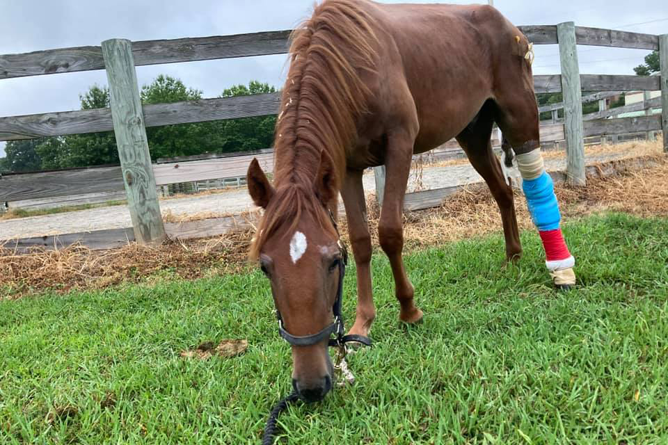 赛马断腿后，为什么会被安乐死？