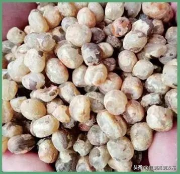 花博会云南,花博会来了