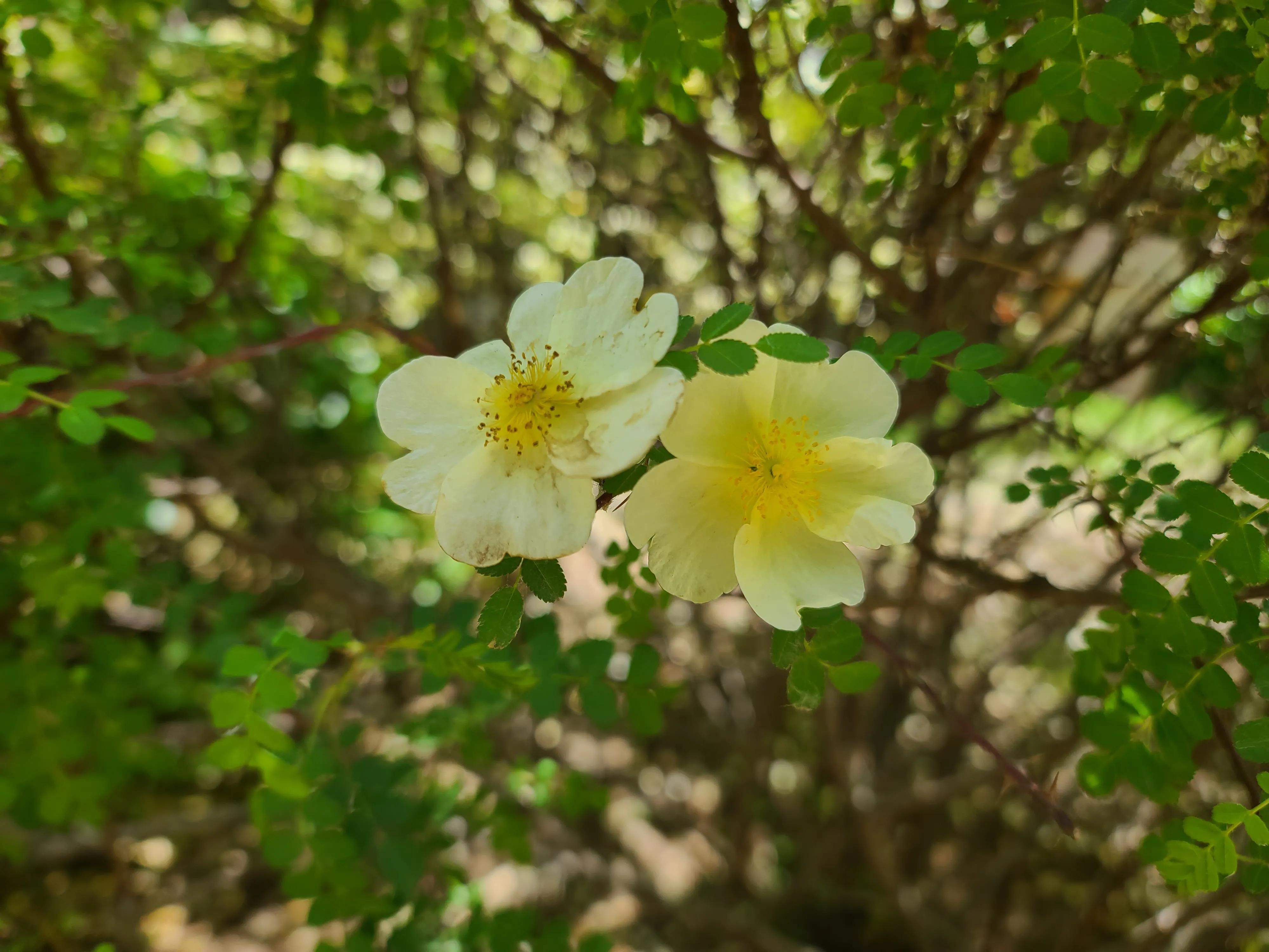 三星s20ultra拍照效果图,三星note20ultra前置摄像头