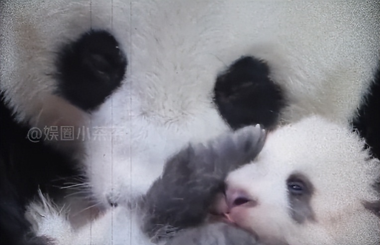 熊猫母子分开后再次相见,熊猫至死不渝的爱情