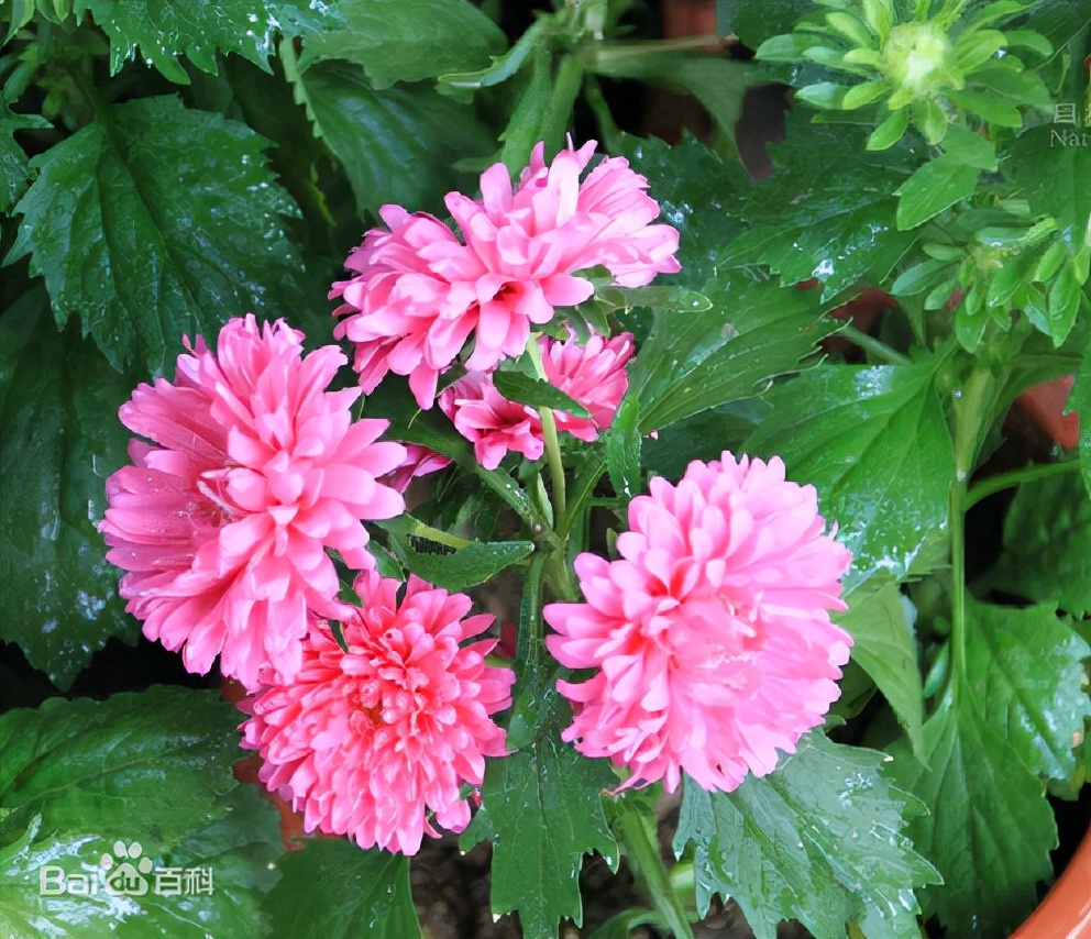 每日一花三十一天,每日一花团购