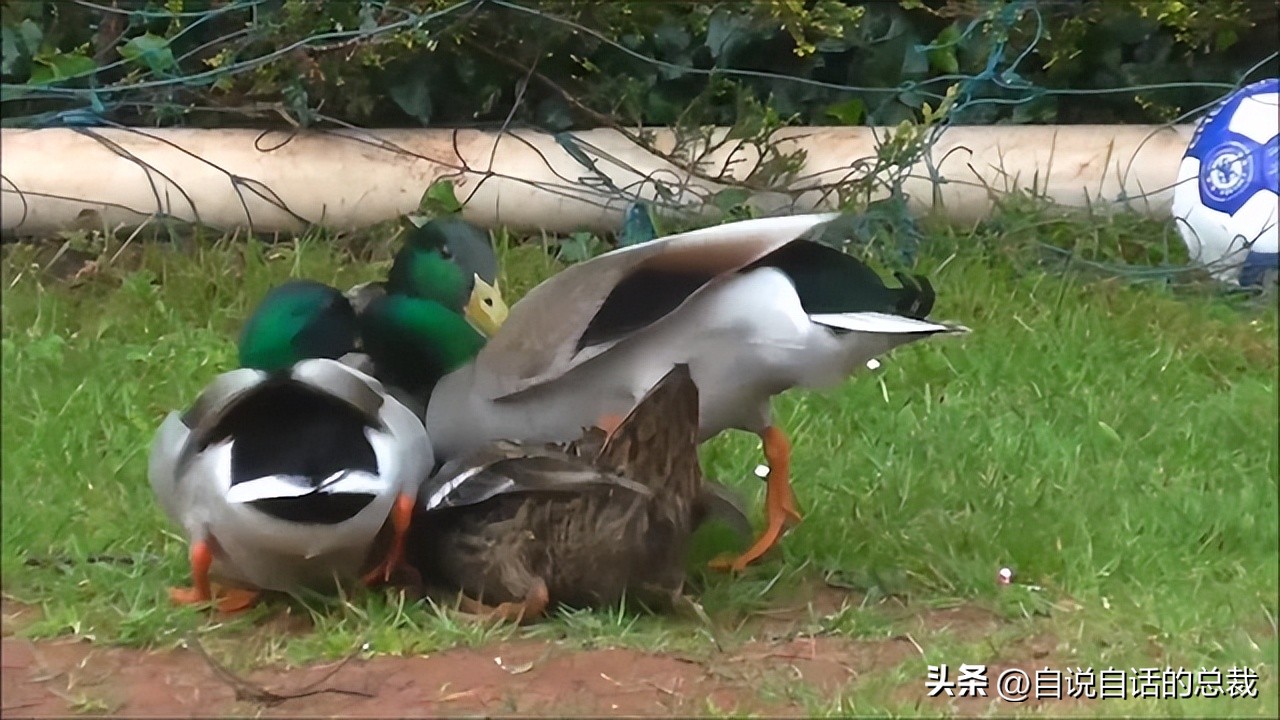 鸭：一鸭战四虎？弹射胜航母？鸭子的真相，也许超乎你的想象