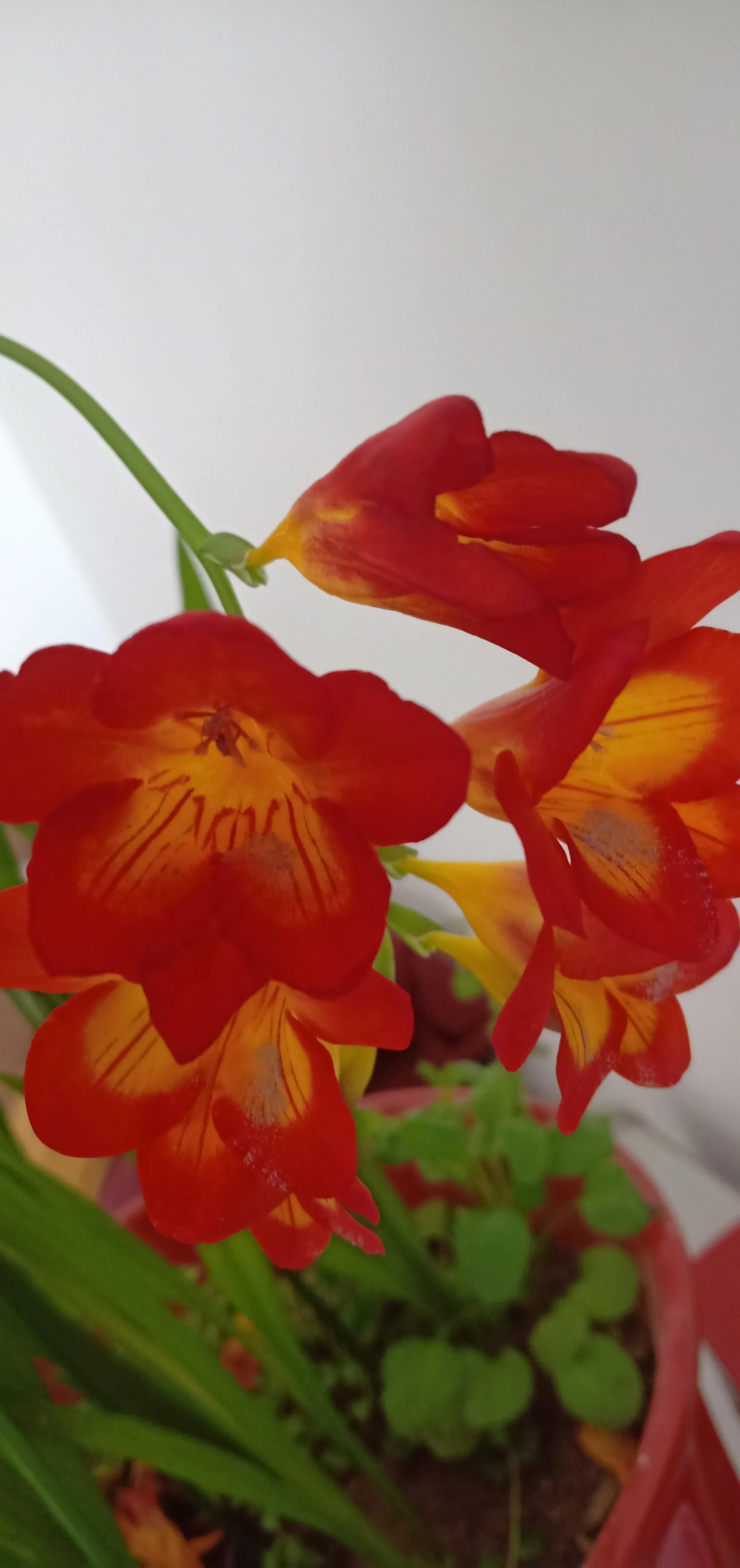 我的花花草草们之香雪兰