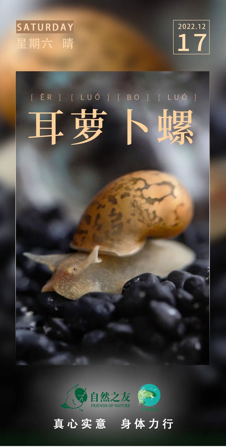 海洋生物蛞蝓品种大全,湿地蜗牛