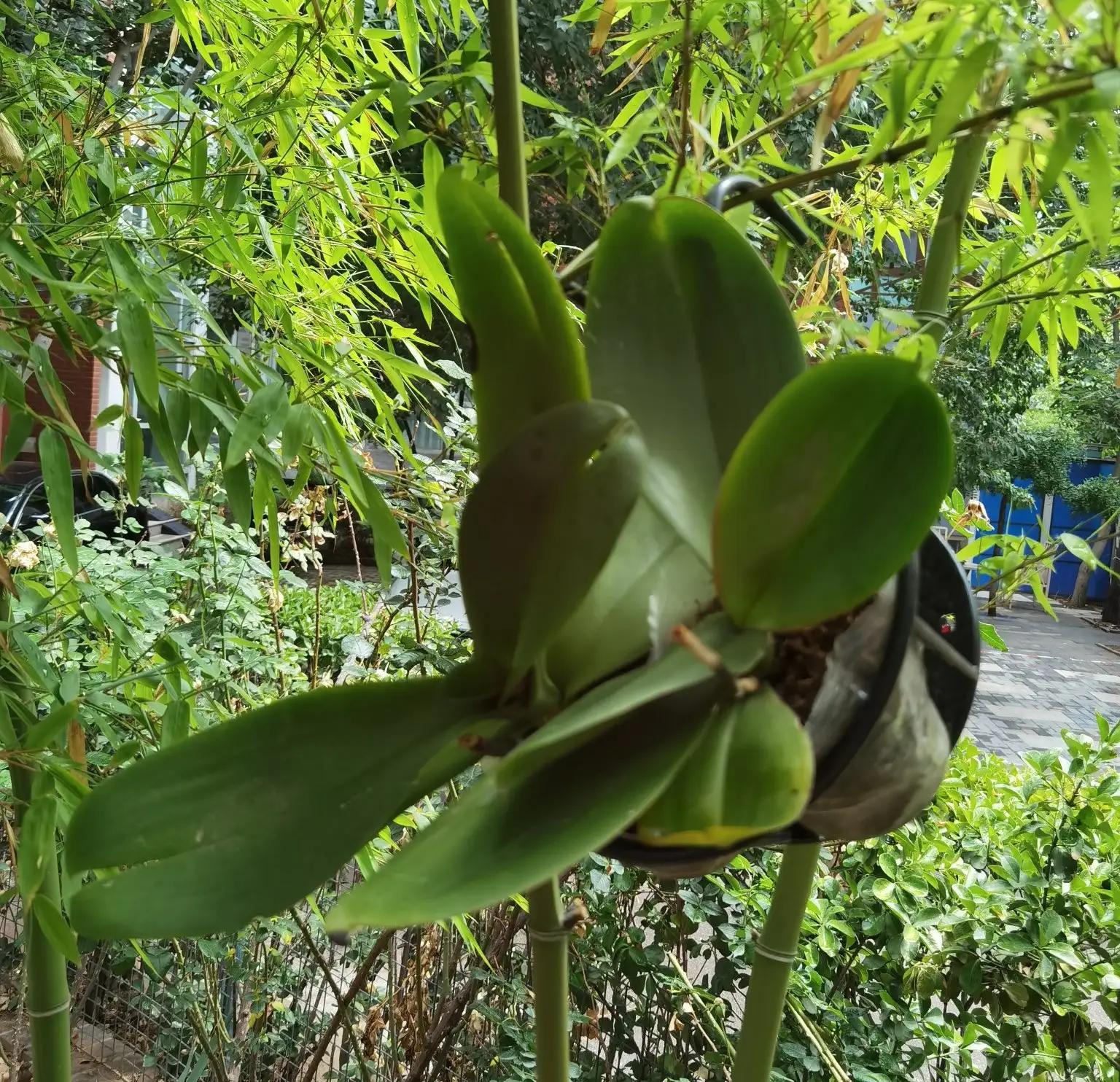 高温天气盼雨来,高温的炙烤