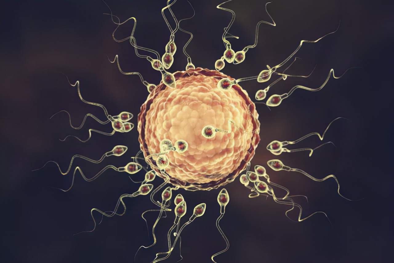 动物们的呼吸器官,动物的器官系统