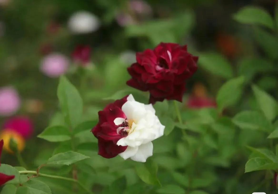 未来农村最赚钱的十个行业,未来有什么好的赚钱的行业