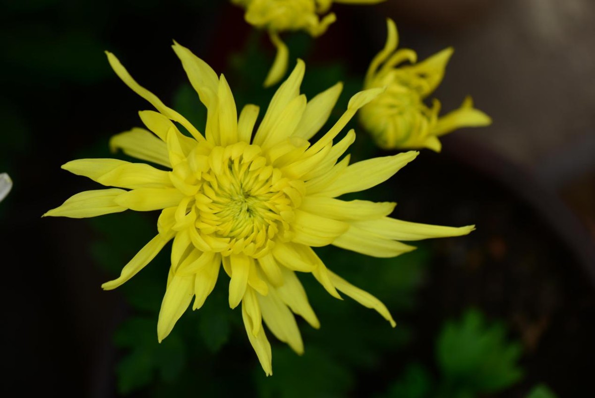 百花图赋小*菊黄**