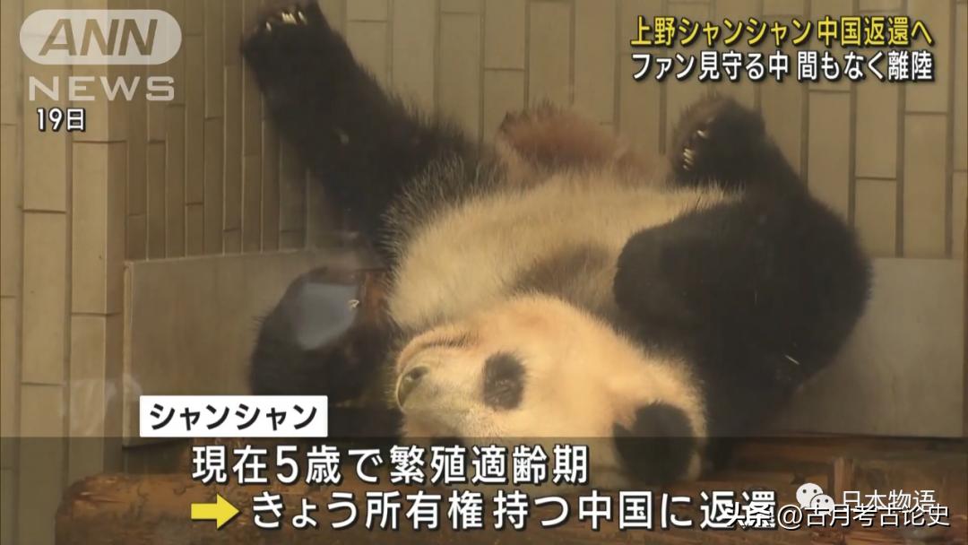旅日大熊猫回国日本人反应,四只旅日大熊猫陆续归国