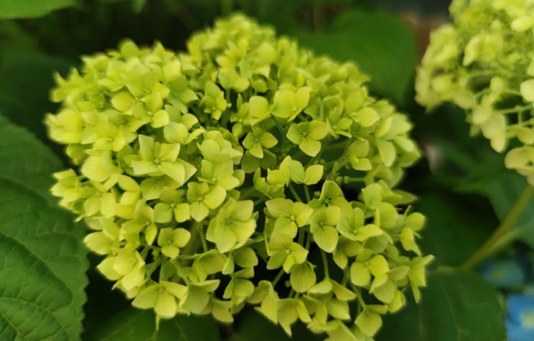 如何对付绿茶婊的技巧,怎么对付绿茶婊