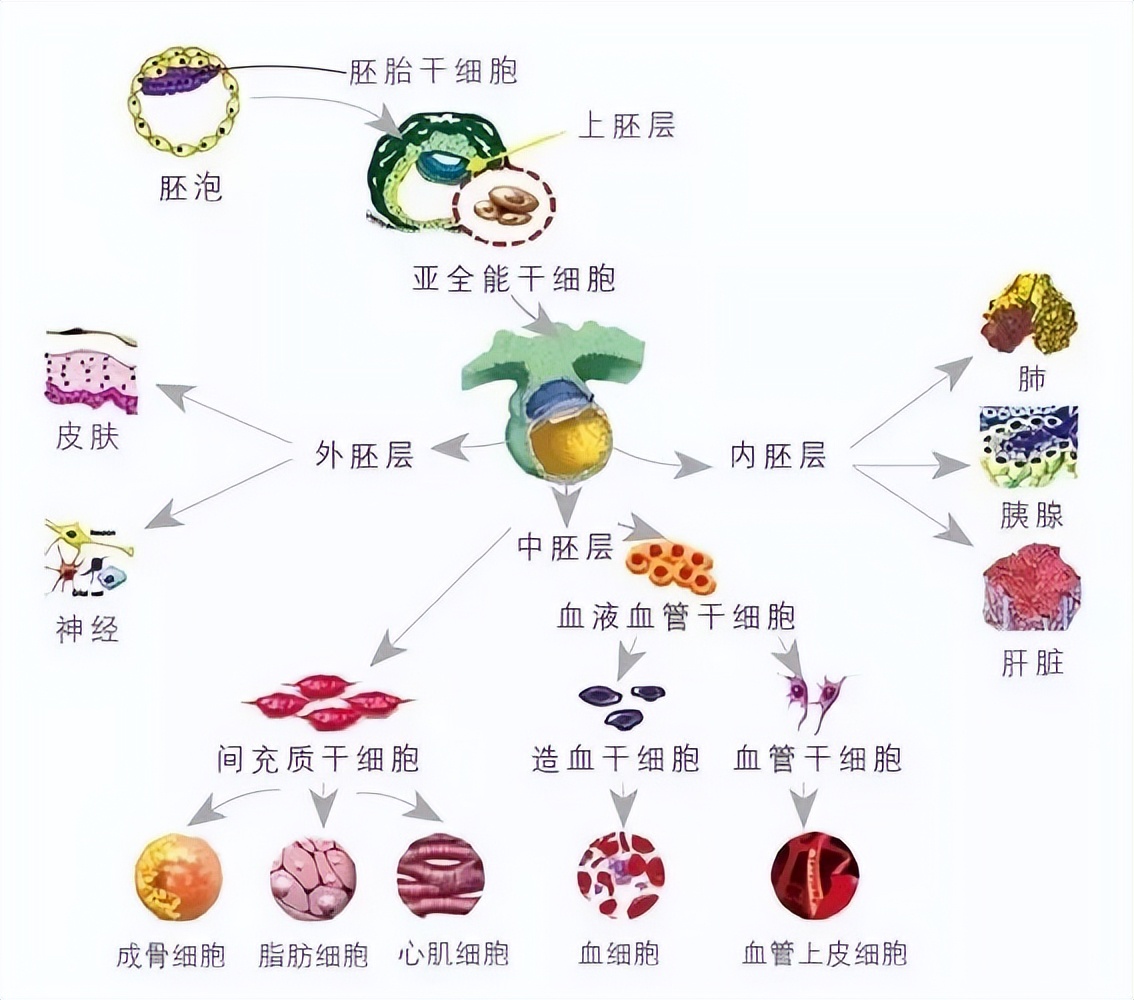 7.《伤寒杂病论》研究的代表学说