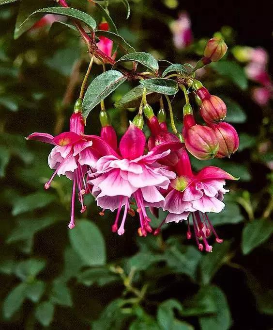 美丽的花倒挂金钟,美丽的倒挂金钟花图片