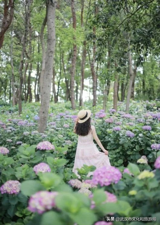 六一+端午的超级快乐将被这里承包，亲子水乐园+多彩绣球花，免费畅玩打卡，游玩攻略请查收