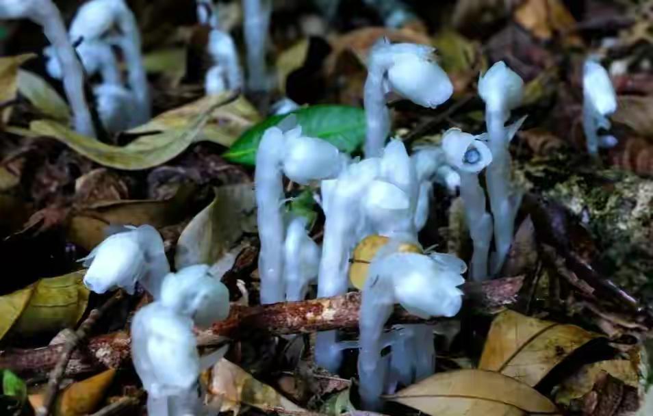 一两沉香万两金国内公认,一两沉香木