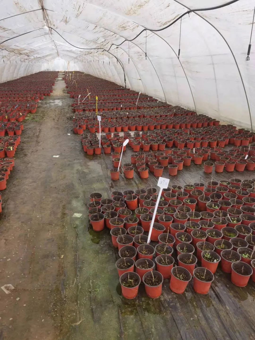 绣球花期一般多久,绣球花期后什么时候修剪