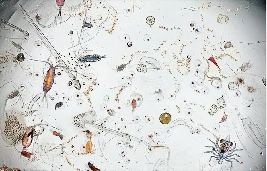 革兰氏阳性孢子,革兰氏阳性孢子菌