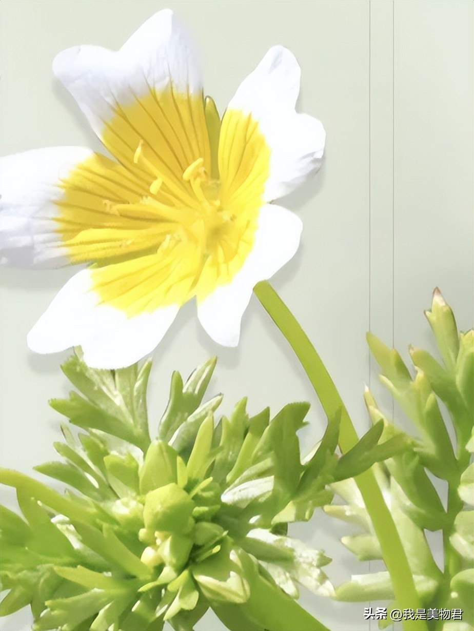 以油养肤皮肤反黑怎么治疗,角鲨烷以油养肤正确方法