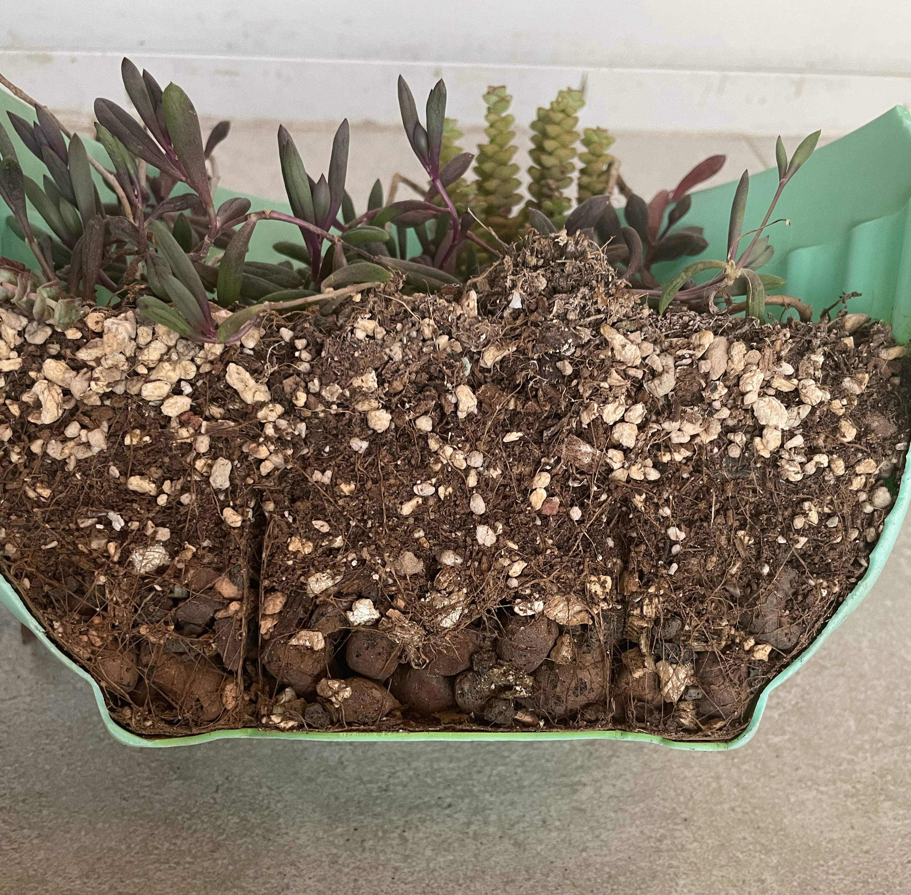 养多肉最简单的方法,多肉怎么养才能长得快又好还好看