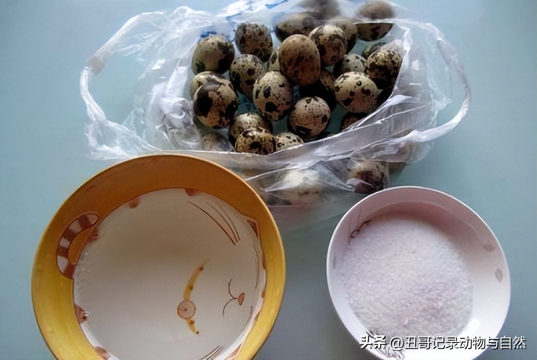 鹌鹑蛋的食疗及营养,鹌鹑蛋的食疗功效和作用