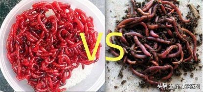 冬季怎样保持钓鱼用的红虫和蚯蚓,北方冬季钓鱼用红虫还是蚯蚓