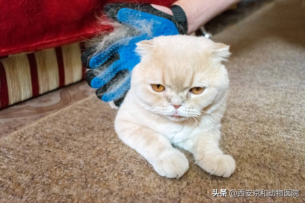 猫咪不能吃的食物有哪些,猫咪口炎吃什么食物好