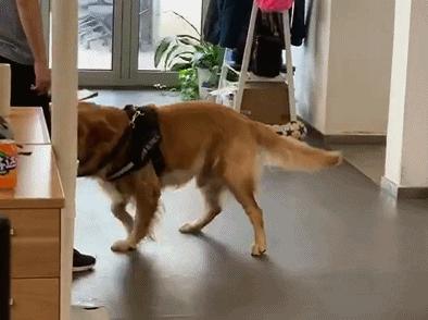 狗狗老是扒拉我怎么回事,狗狗用手老是扒拉主人啥意思