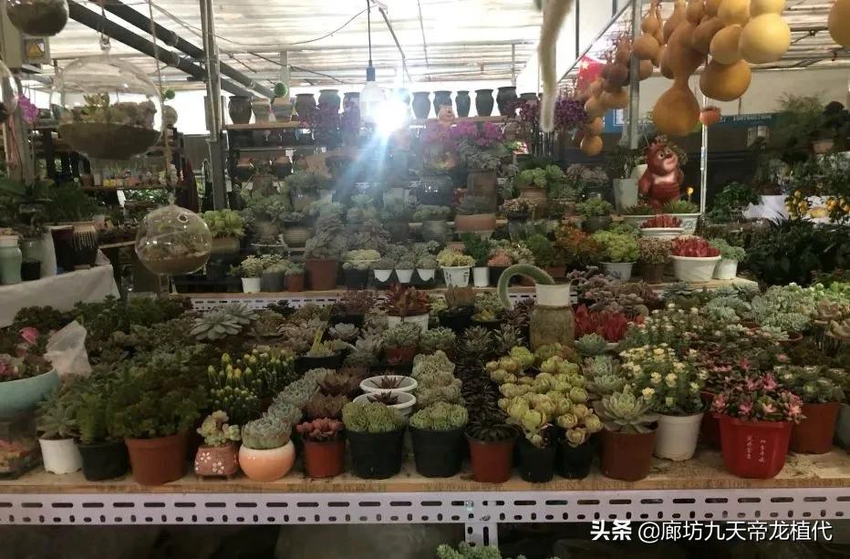 廊坊九天花卉市场,九天花卉市场植物
