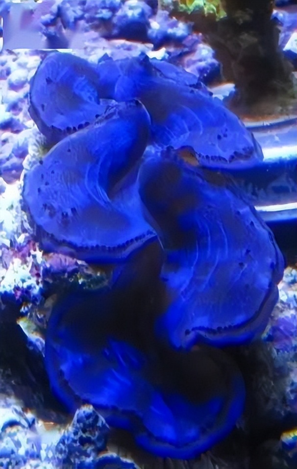 海水珊瑚缸鹦鹉螺,海水缸珊瑚视频大全