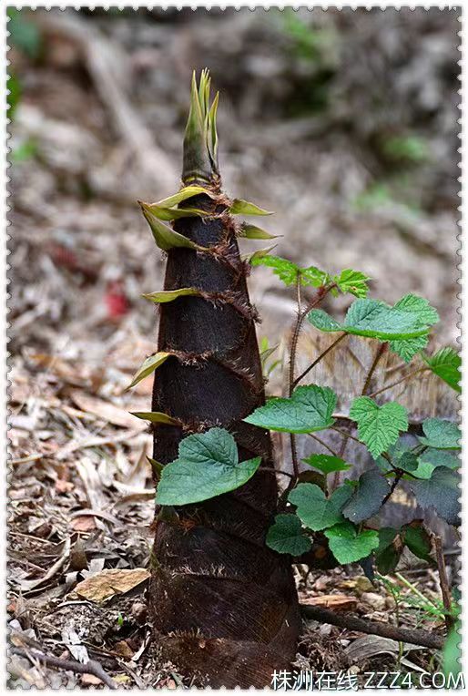 【原创】散文·江南春笋