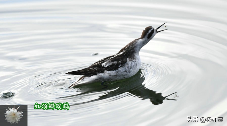 红颈瓣蹼鹬声音,红颈瓣蹼鹬