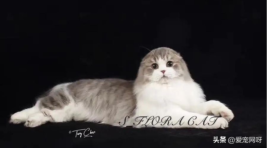 玳瑁猫咪是什么品种,猫咪品种大全及图片