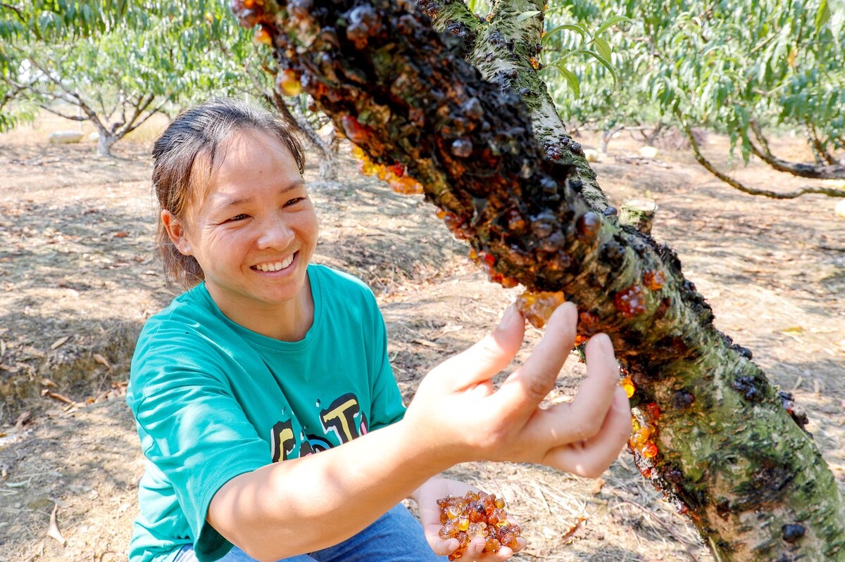 茭白因真菌感染而诞生的蔬菜,茭白病虫害