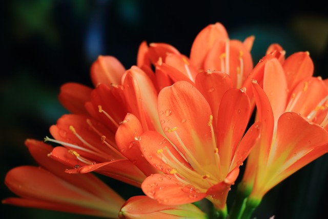 君子兰属兰花,君子兰兰花咋养