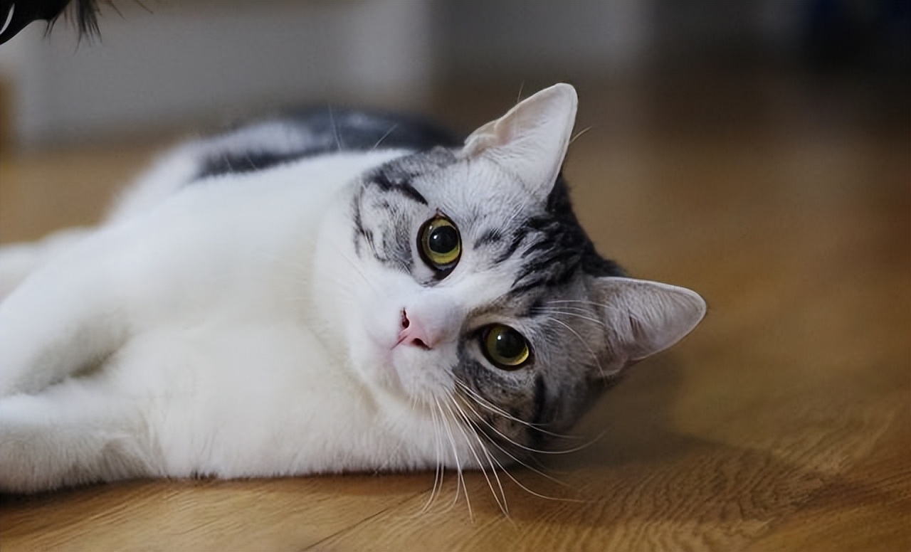 猫咪生长到几个月才会停止成长,猫咪寿命最短的表现