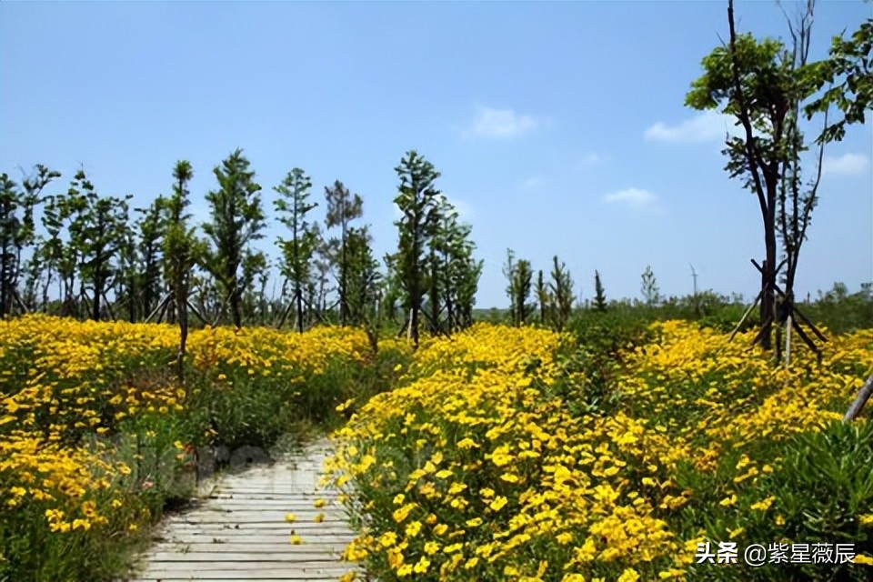 中国第三大岛崇明岛,中国第三大岛崇明岛现状