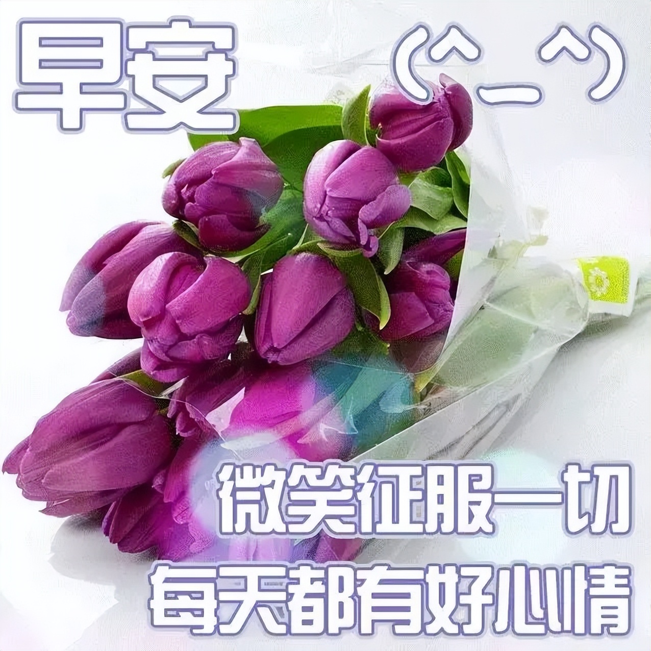 精美早上好问候语图片带字图文,文字中加带表情包的早上好问候语