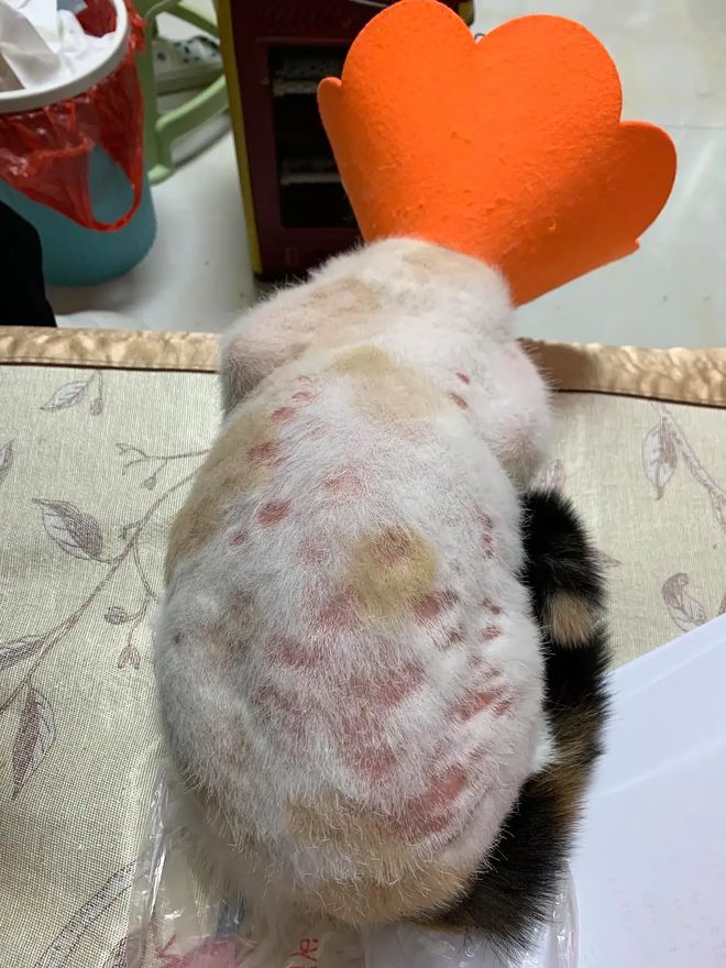 猫癣就一定是猫癣吗,猫癣一定是很多处的吗