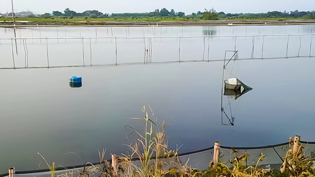 现在的阳澄湖大闸蟹怎么样了,大闸蟹除了阳澄湖还有哪里比较好