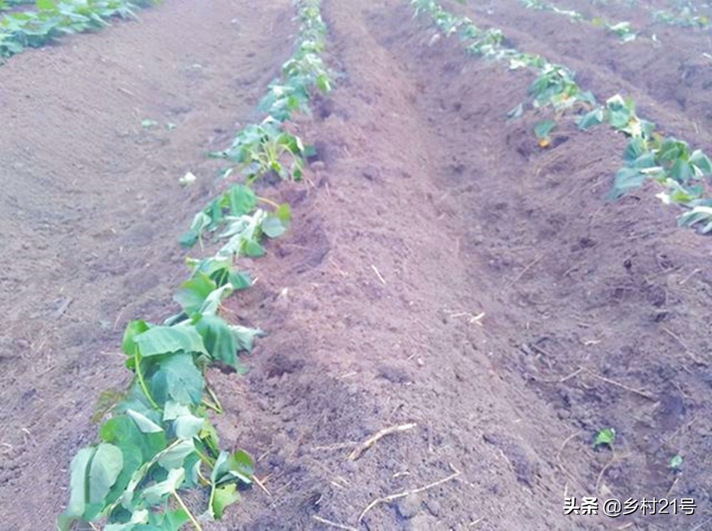 红薯种植技巧和方法不生虫,红薯种植技巧和方法课件