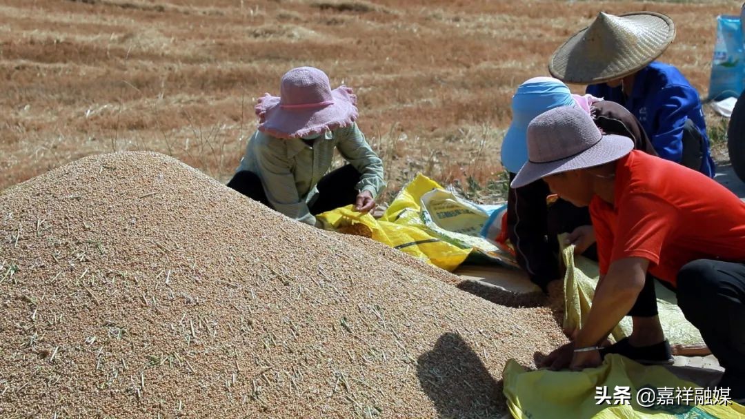 收麦机收小麦方法,秸秆打捆机收小麦
