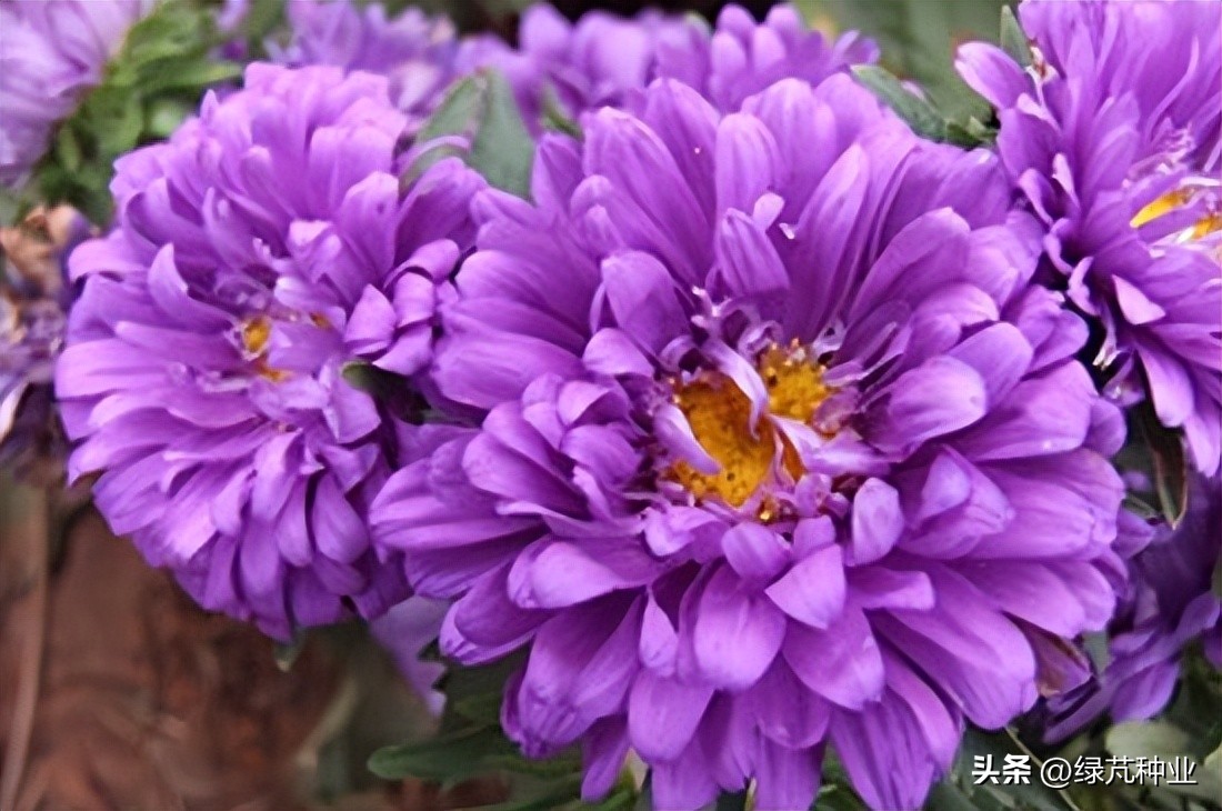 翠菊株高多少,翠菊是一年生还是多年生