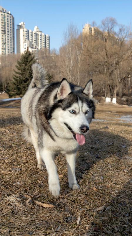 新手养狗千万别养哈士奇,是不是第一次养狗不要养哈士奇