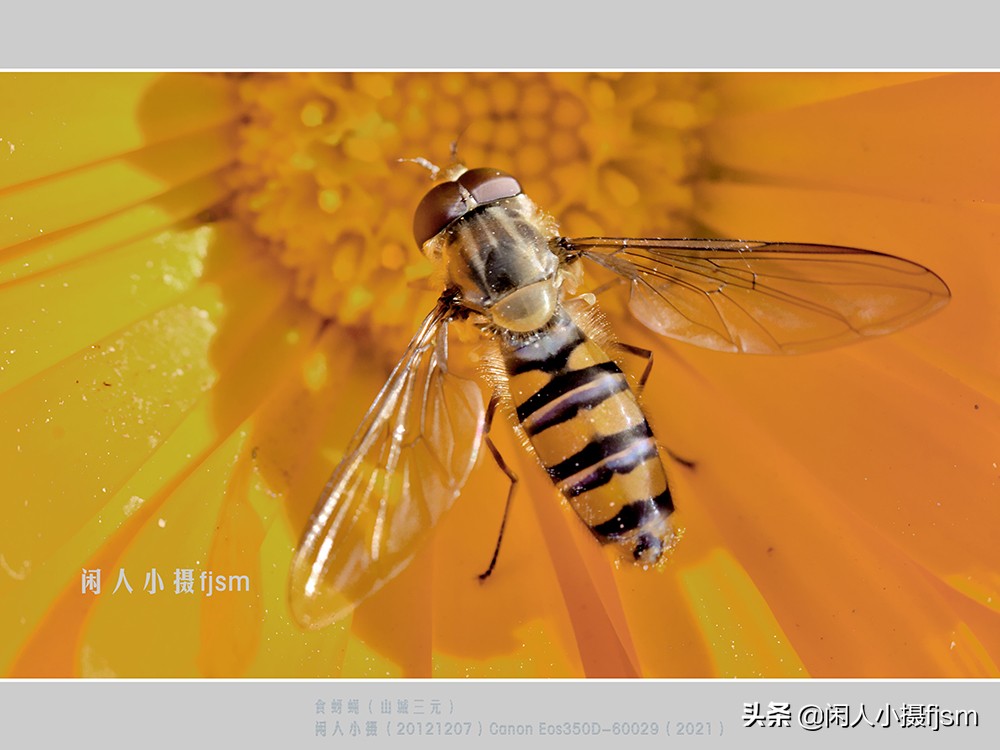 近距离拍摄昆虫小动物,常见昆虫微距摄影活动