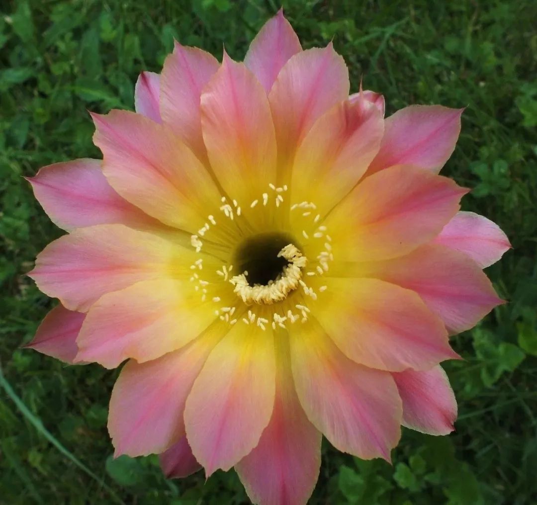 200种·仙人球开花图鉴，大开眼界，美到爆