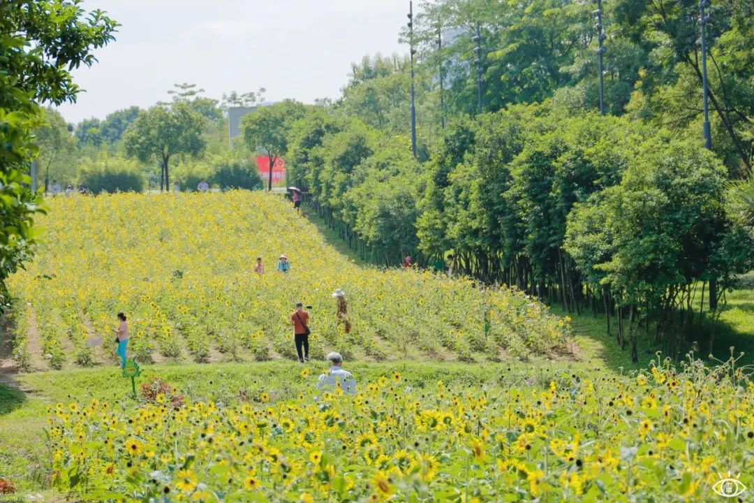 深圳3月14个赏花胜地全部免费,深圳清明节踏青赏花好去处