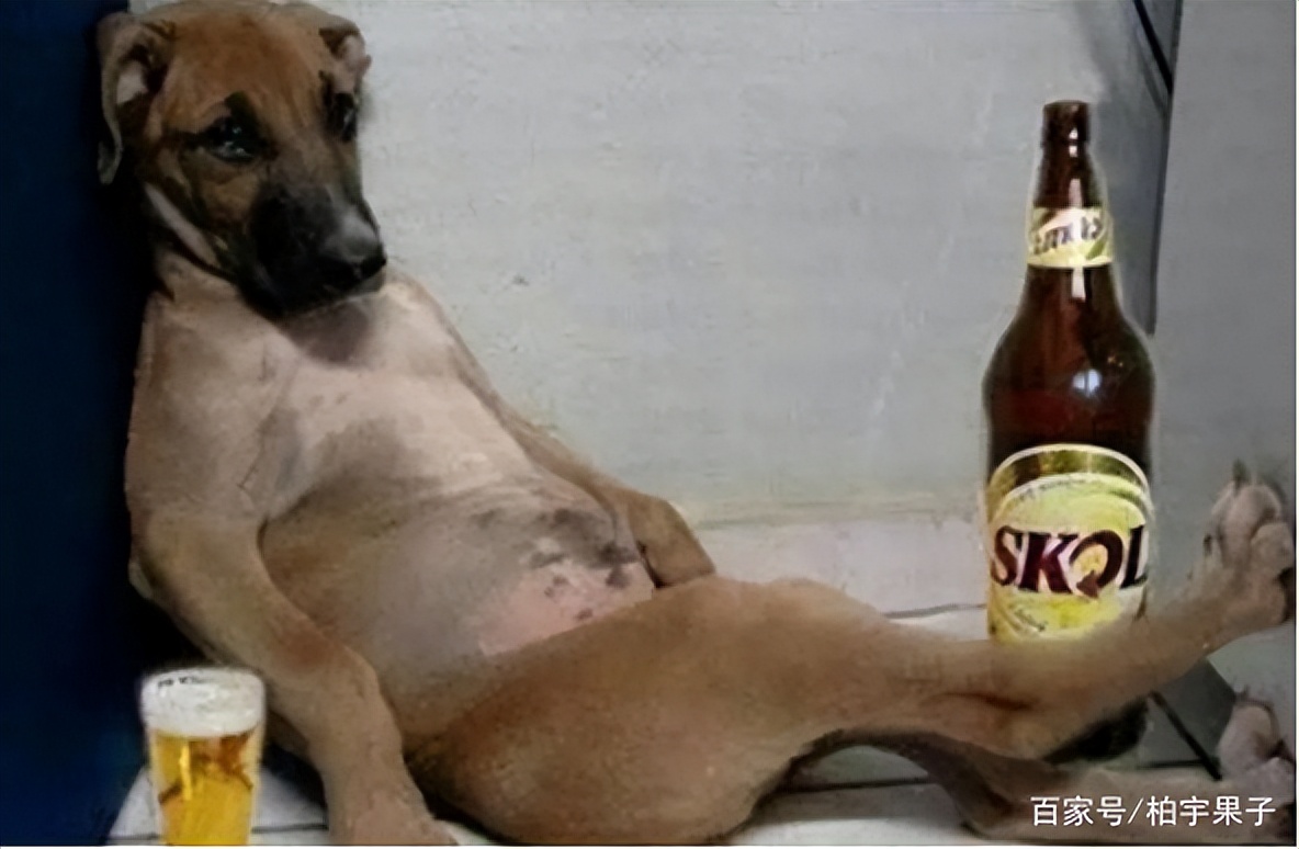 “军中茅台”确认是假酒！仁怀酱香酒生产最严格保护措施