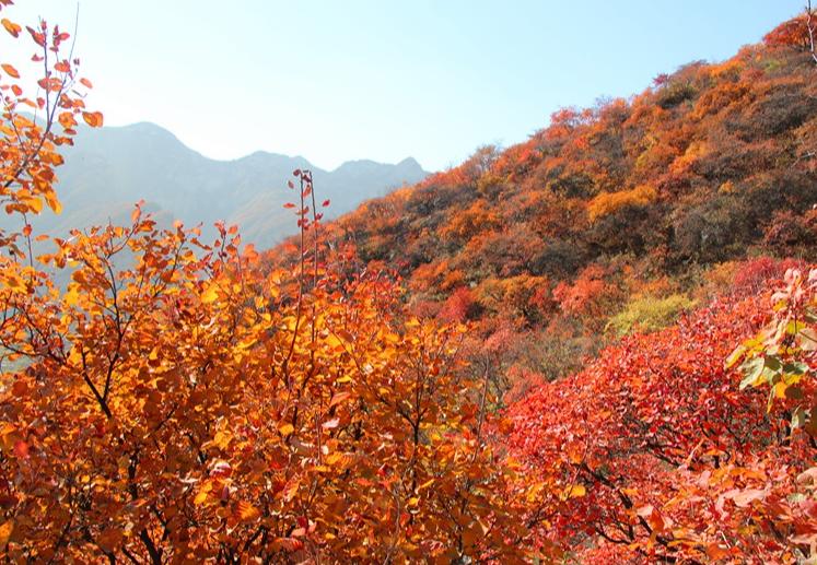 描写深秋景色优美的诗句,描写深秋优美句子古诗